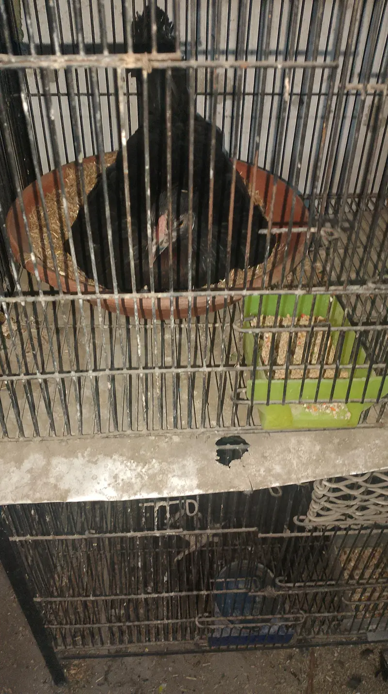 kurak hone wali murgiyan — photo 2