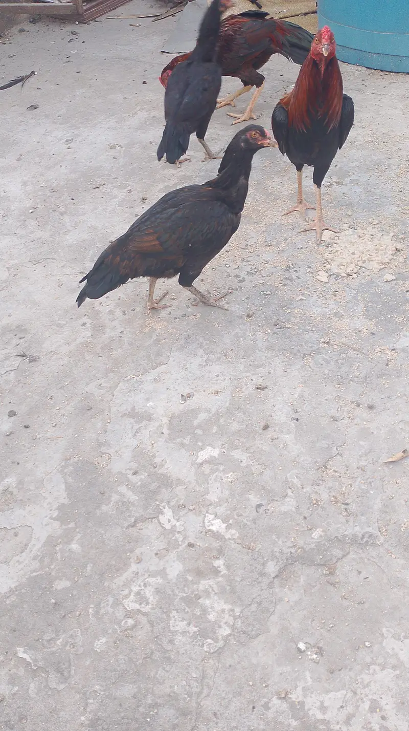 kurak hone wali murgiyan — photo 3