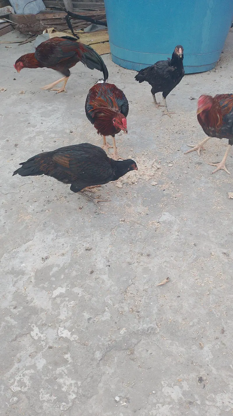 kurak hone wali murgiyan — photo 4