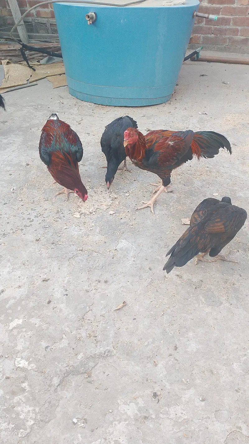 kurak hone wali murgiyan — photo 5