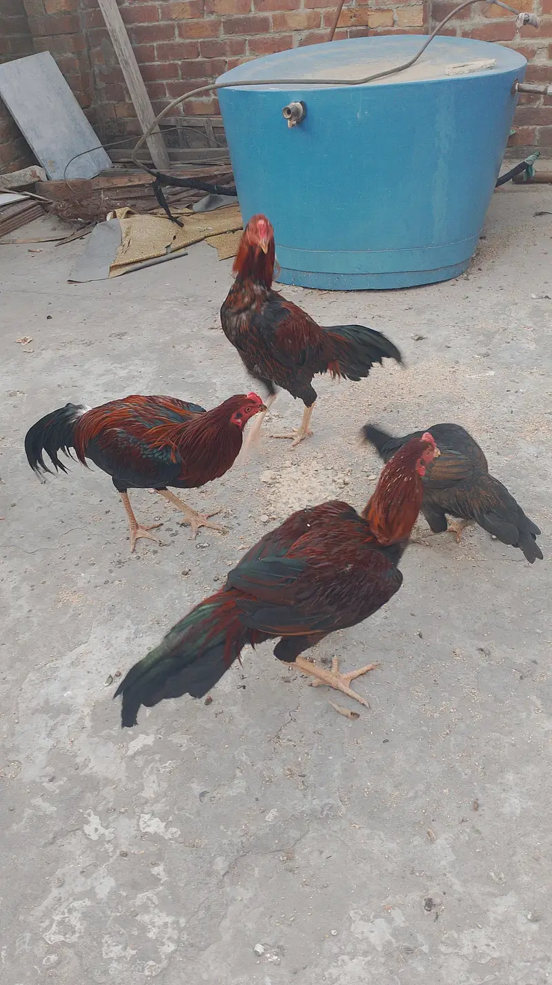 kurak hone wali murgiyan — photo 6