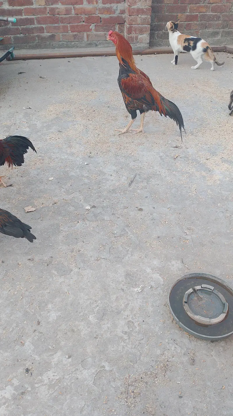 kurak hone wali murgiyan — photo 7