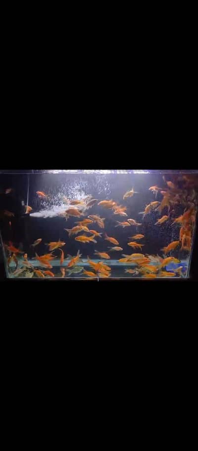 Koi shubunkin for sale