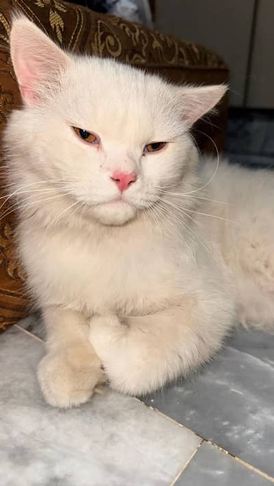 Persian tripple coat male cats