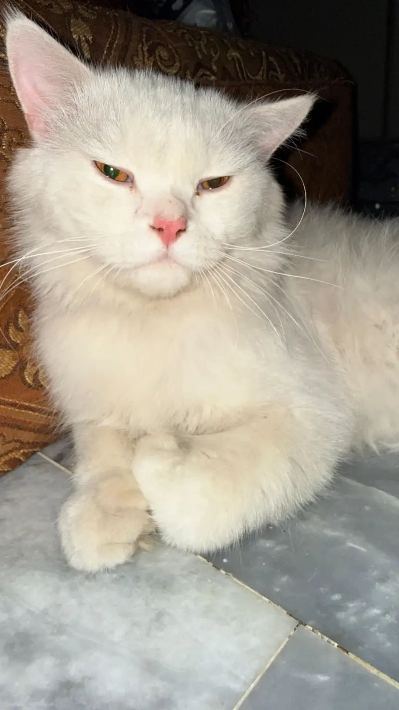 Persian tripple coat male cats — photo 2