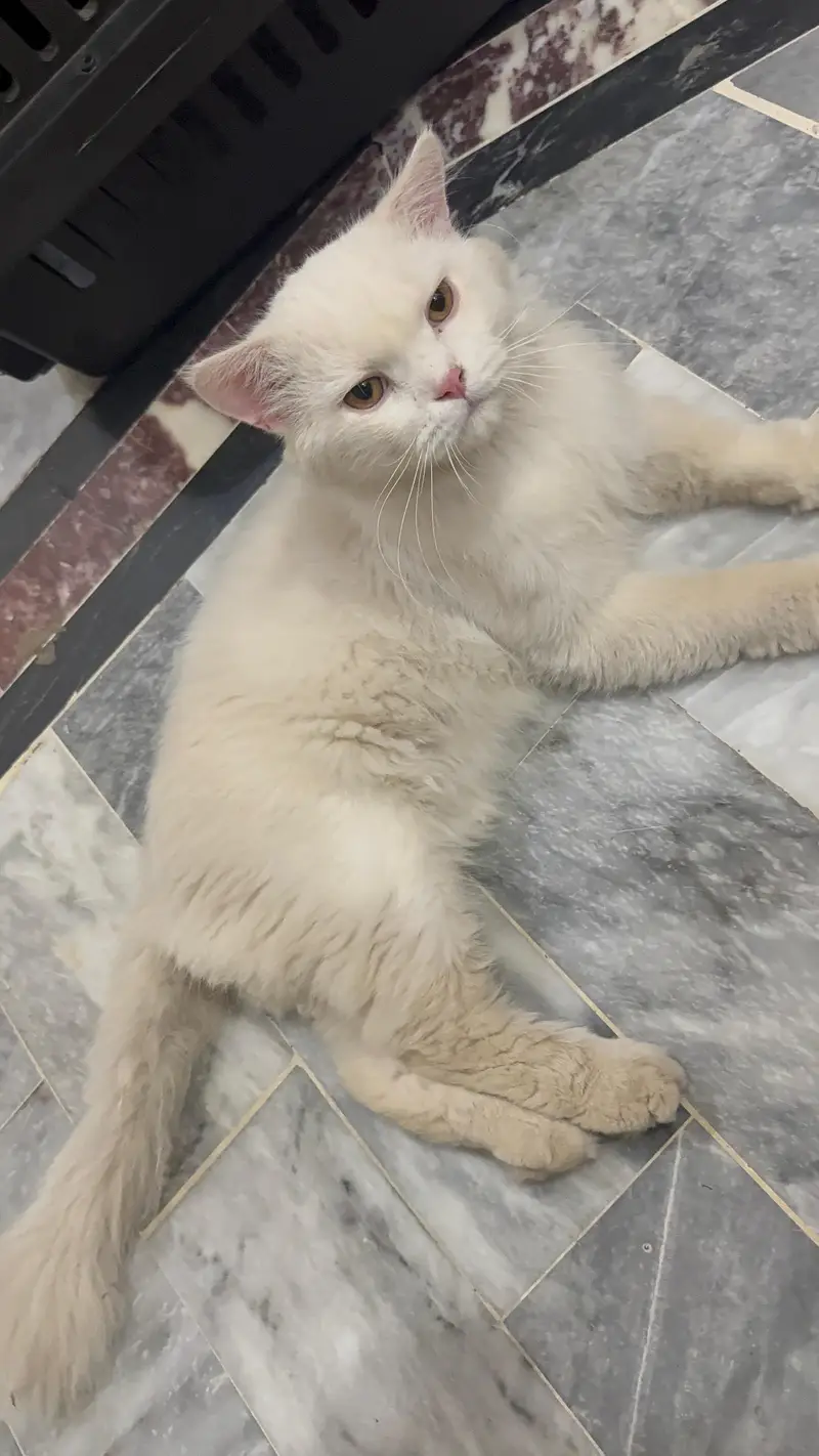 Persian tripple coat male cats — photo 3