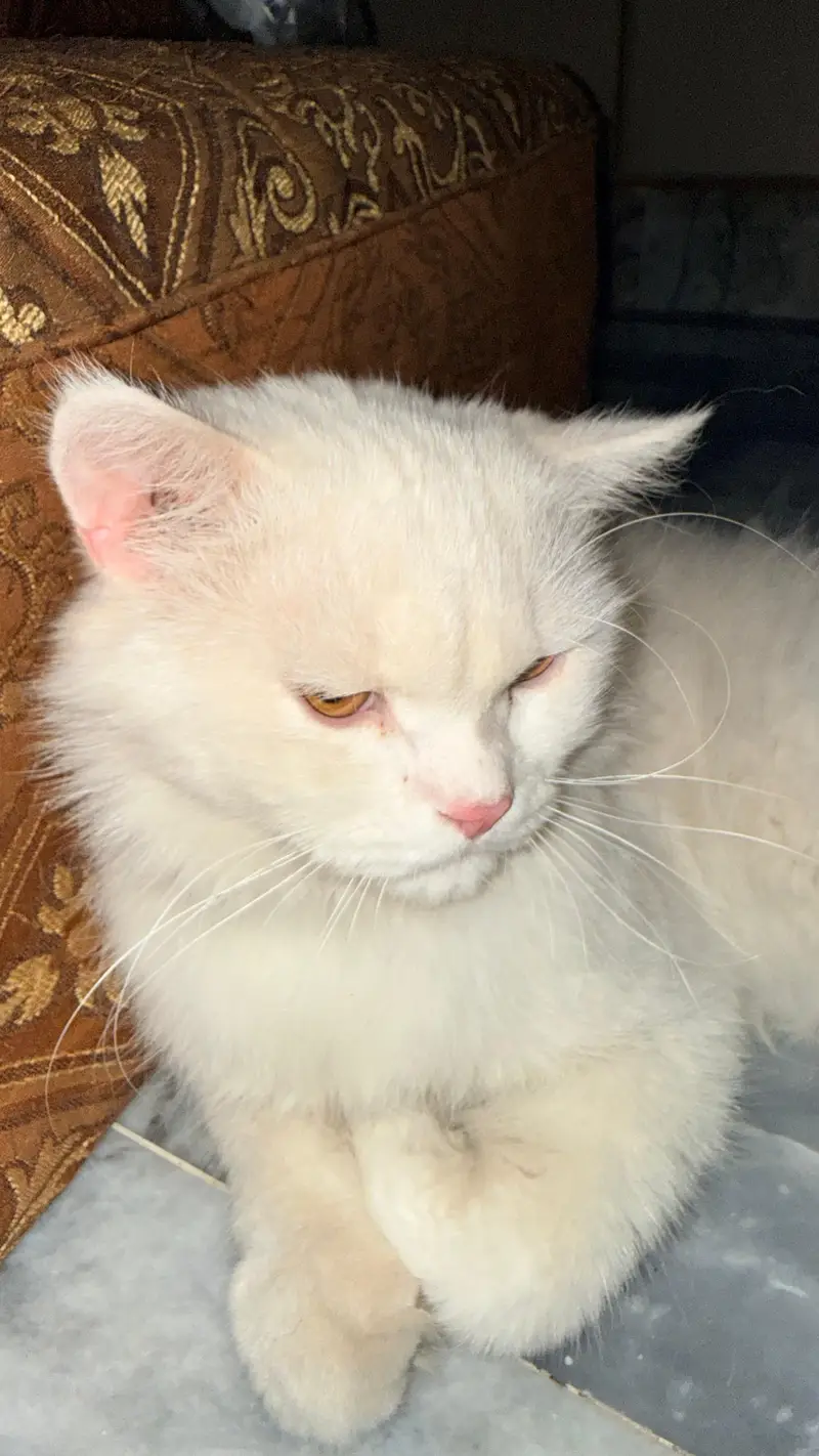 Persian tripple coat male cats — photo 4
