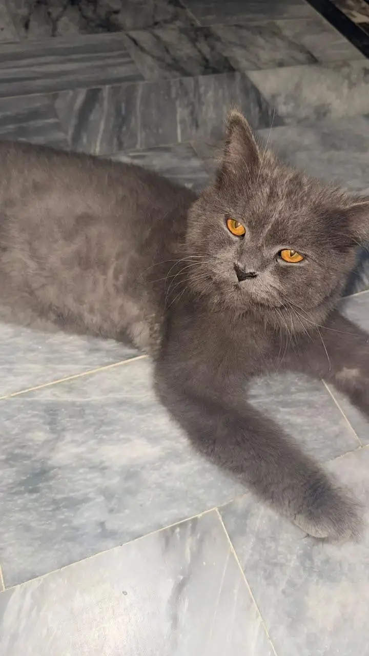 Persian tripple coat male cats — photo 5