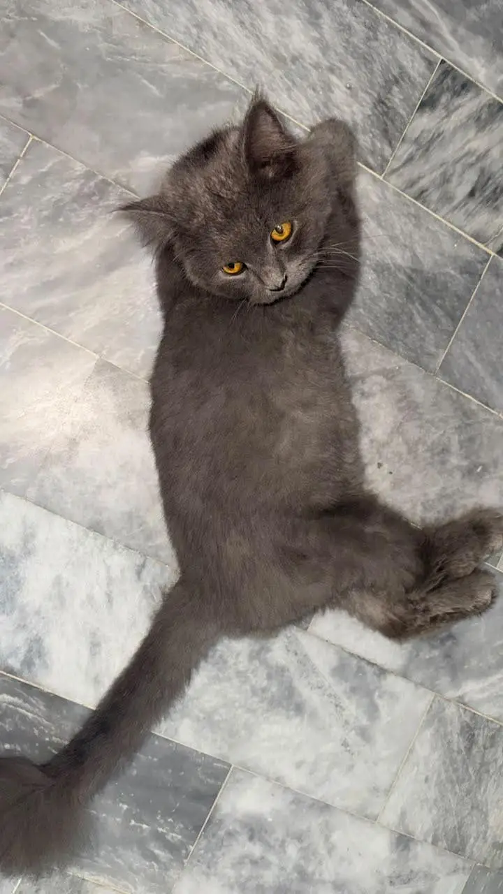 Persian tripple coat male cats — photo 6