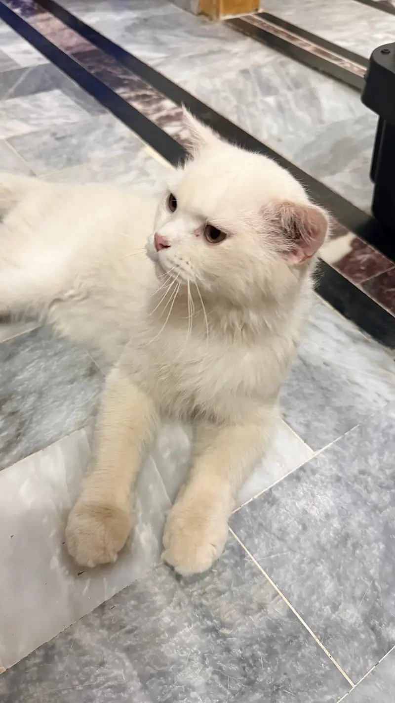 Persian tripple coat male cats — photo 7
