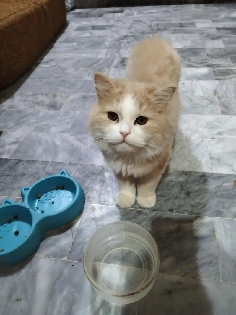 Persian tripple coat male cats — photo 8
