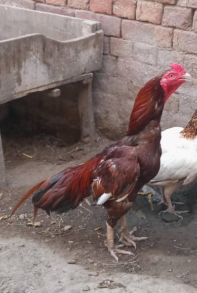 murghy for sale