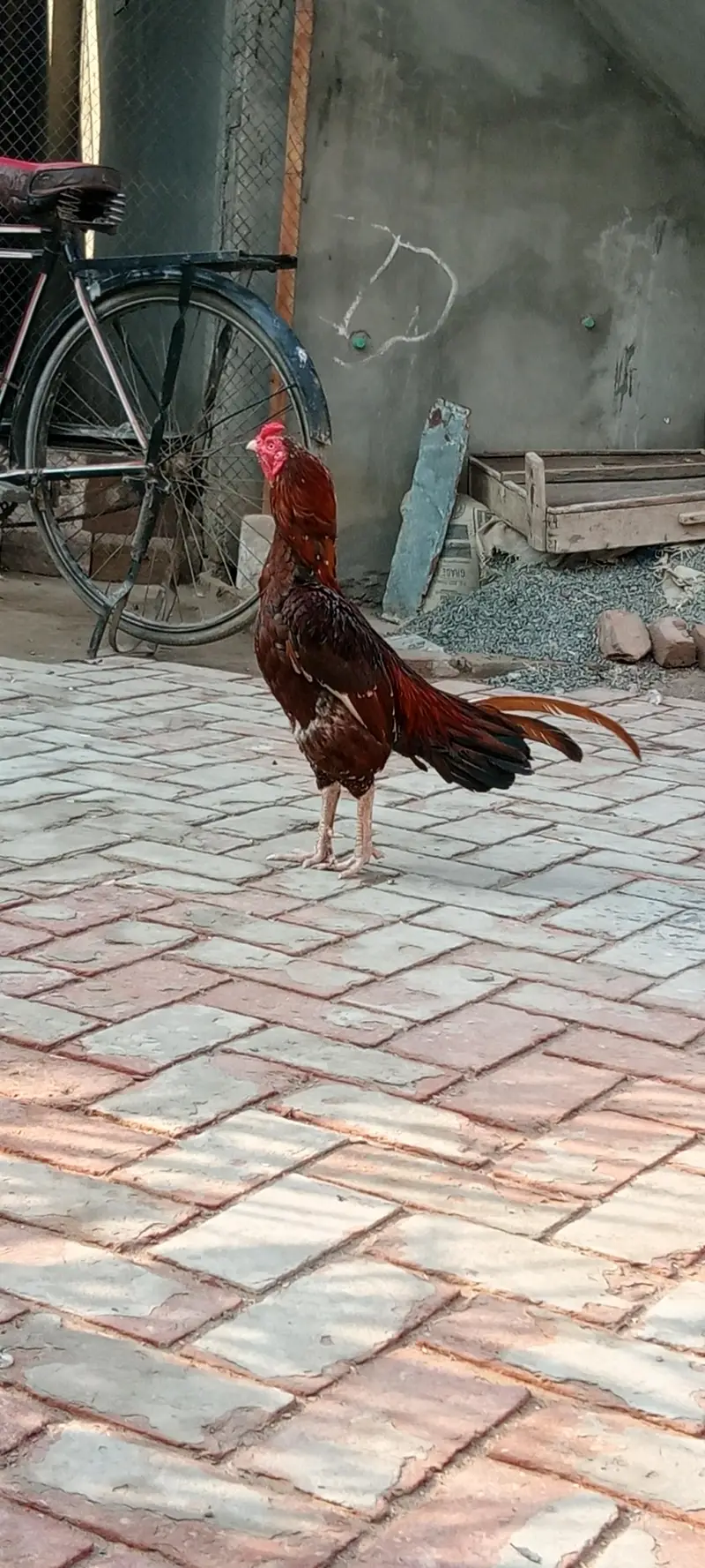 murghy for sale — photo 3