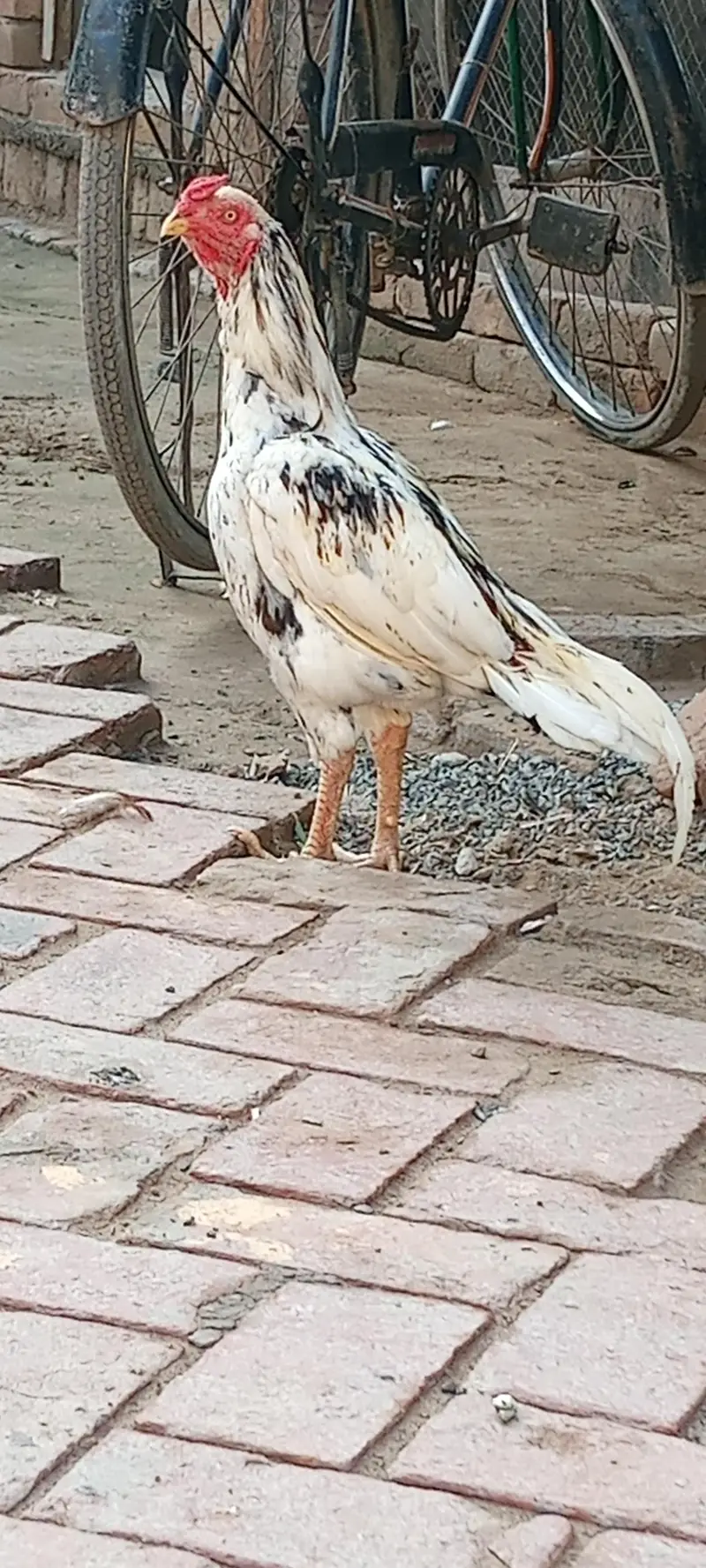murghy for sale — photo 4