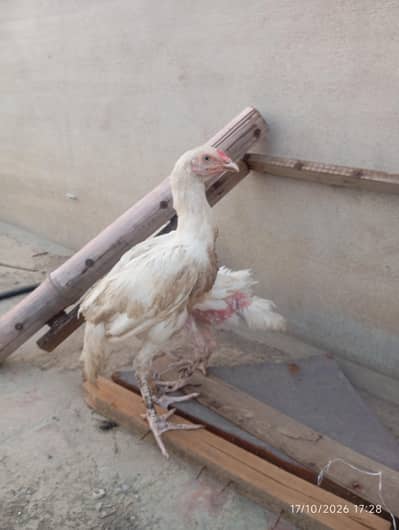 Heera Aseel Chicks | Chicks | Blue Eye