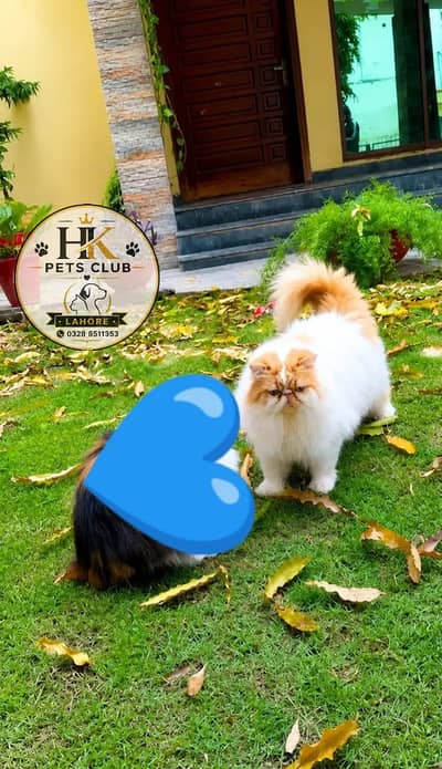 Cfa male cat for matting | peki male for stud