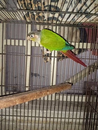 Yellow Sided conoure breeder male