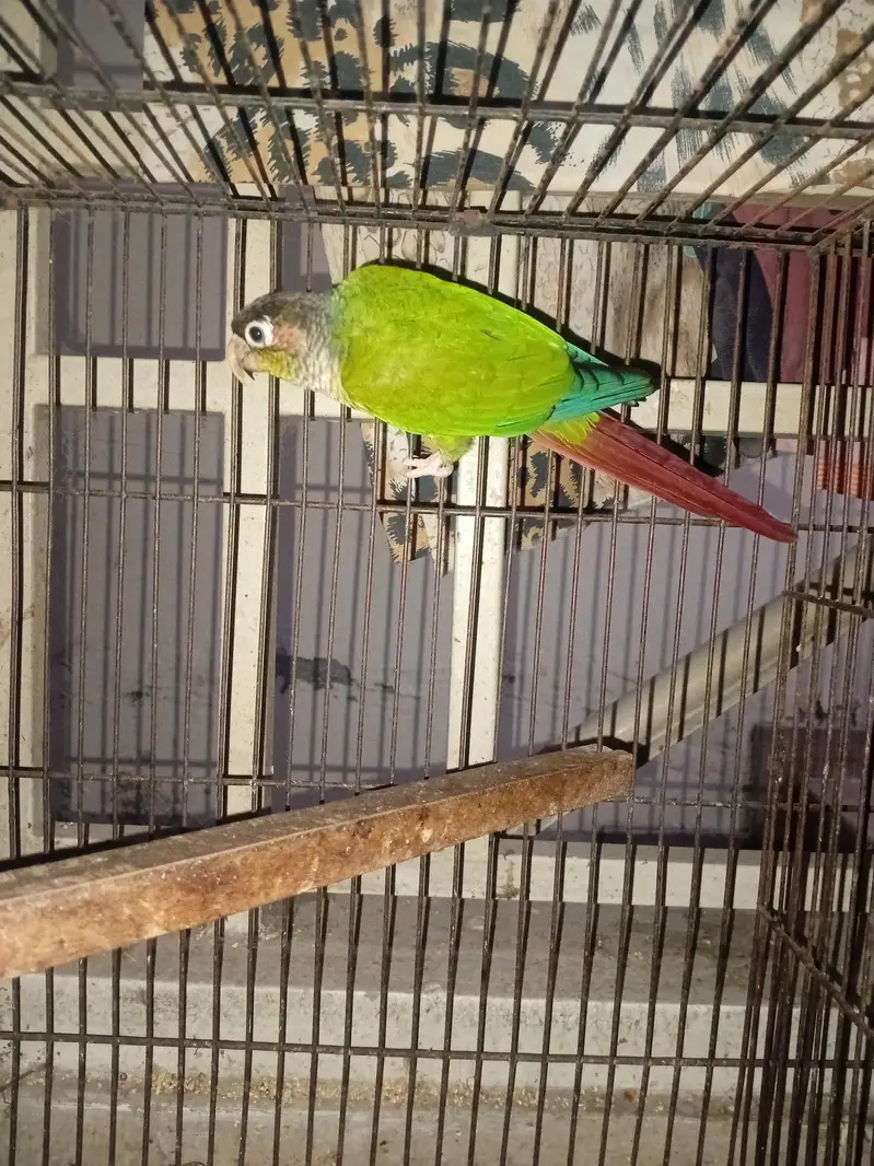 Yellow Sided conoure breeder male — photo 2