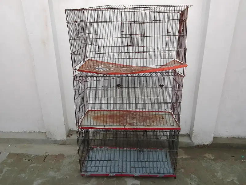 birds cages — photo 6