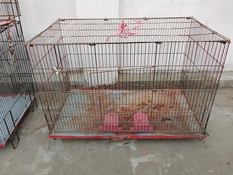 birds cages — photo 8