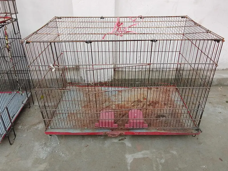birds cages — photo 9