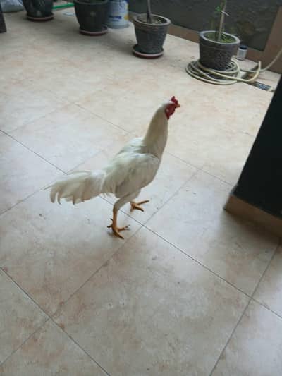 3 Adeel white Shamo pair 100% pure 03006153033