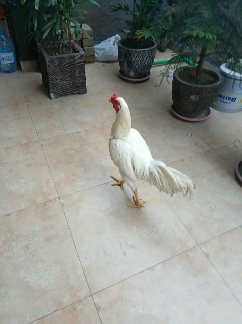 3 Adeel white Shamo pair 100% pure 03006153033 — photo 2