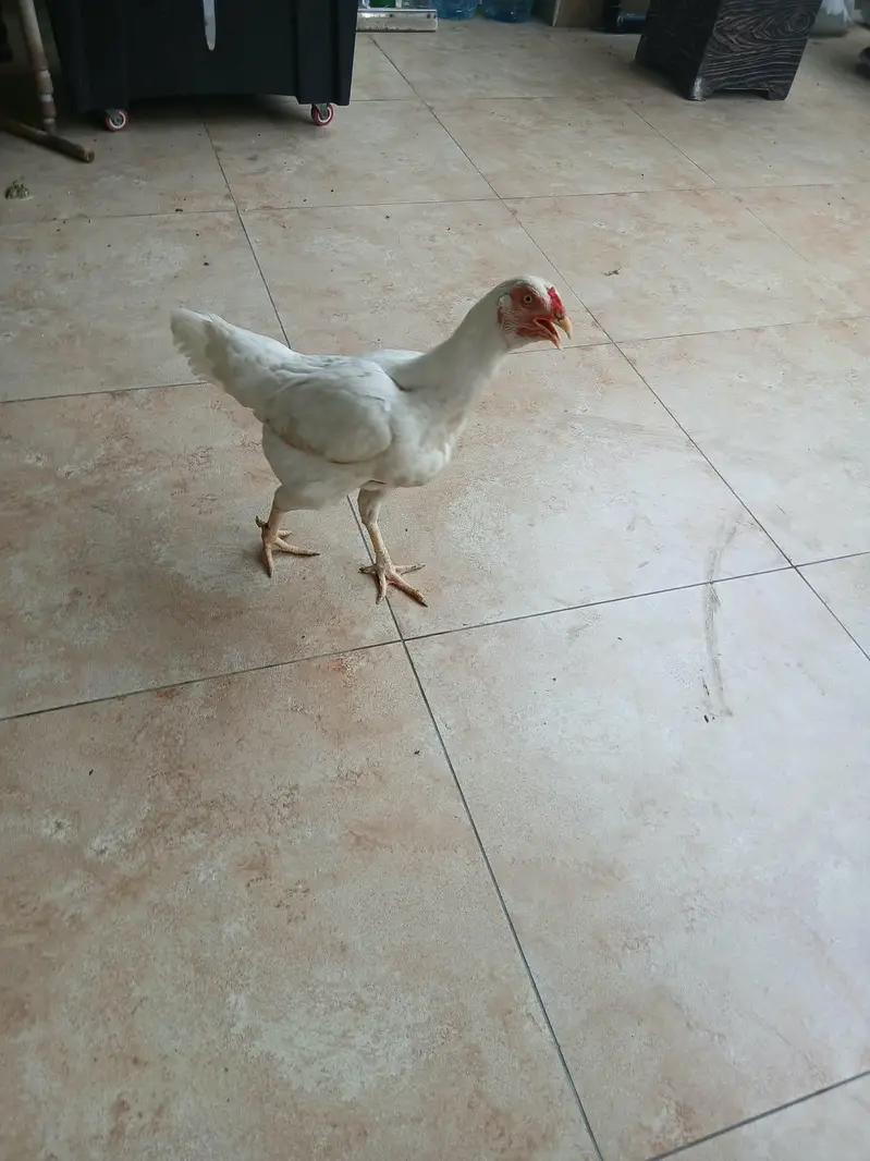 3 Adeel white Shamo pair 100% pure 03006153033 — photo 3