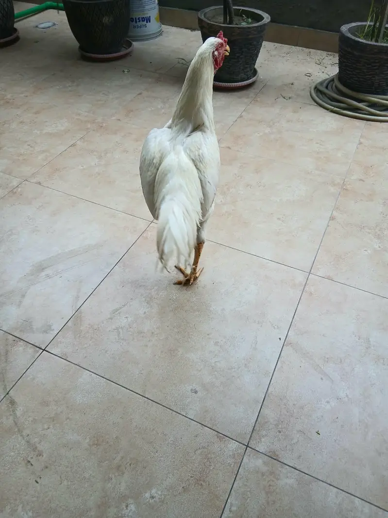 3 Adeel white Shamo pair 100% pure 03006153033 — photo 4