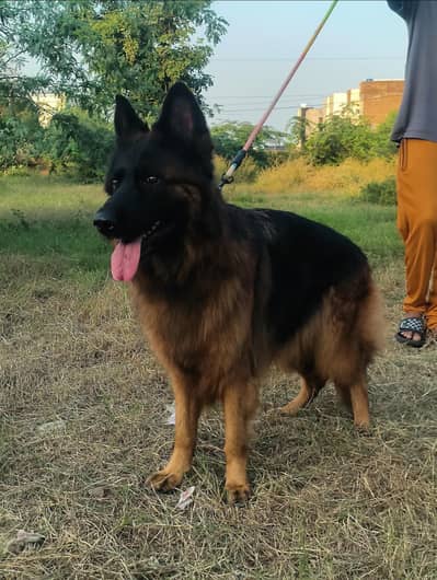 German Shepherd For Sale