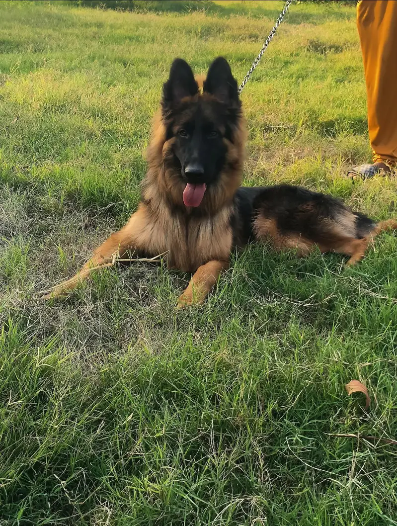 German Shepherd For Sale — photo 2