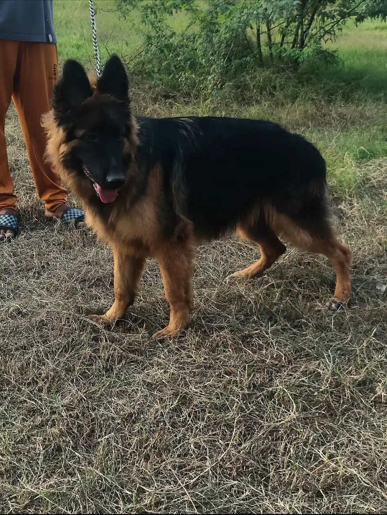 German Shepherd For Sale — photo 3