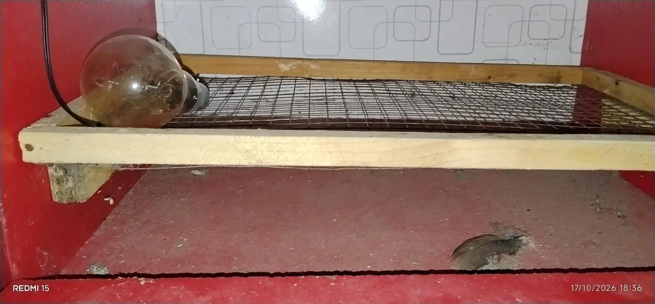 incubator 50 egg k lehy 100 percent ruslt — photo 2