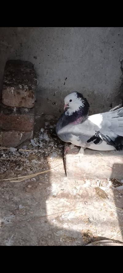 exchange possible ha green parrot. urgent sale WhatsApp 03245858159