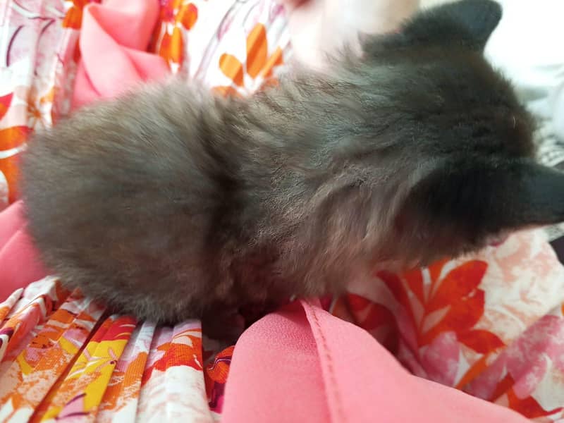 grey cat 1