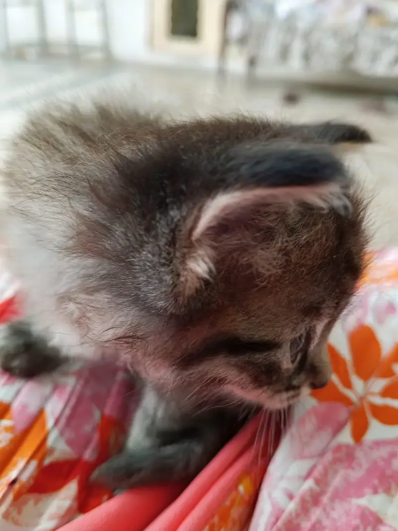 grey cat — photo 3