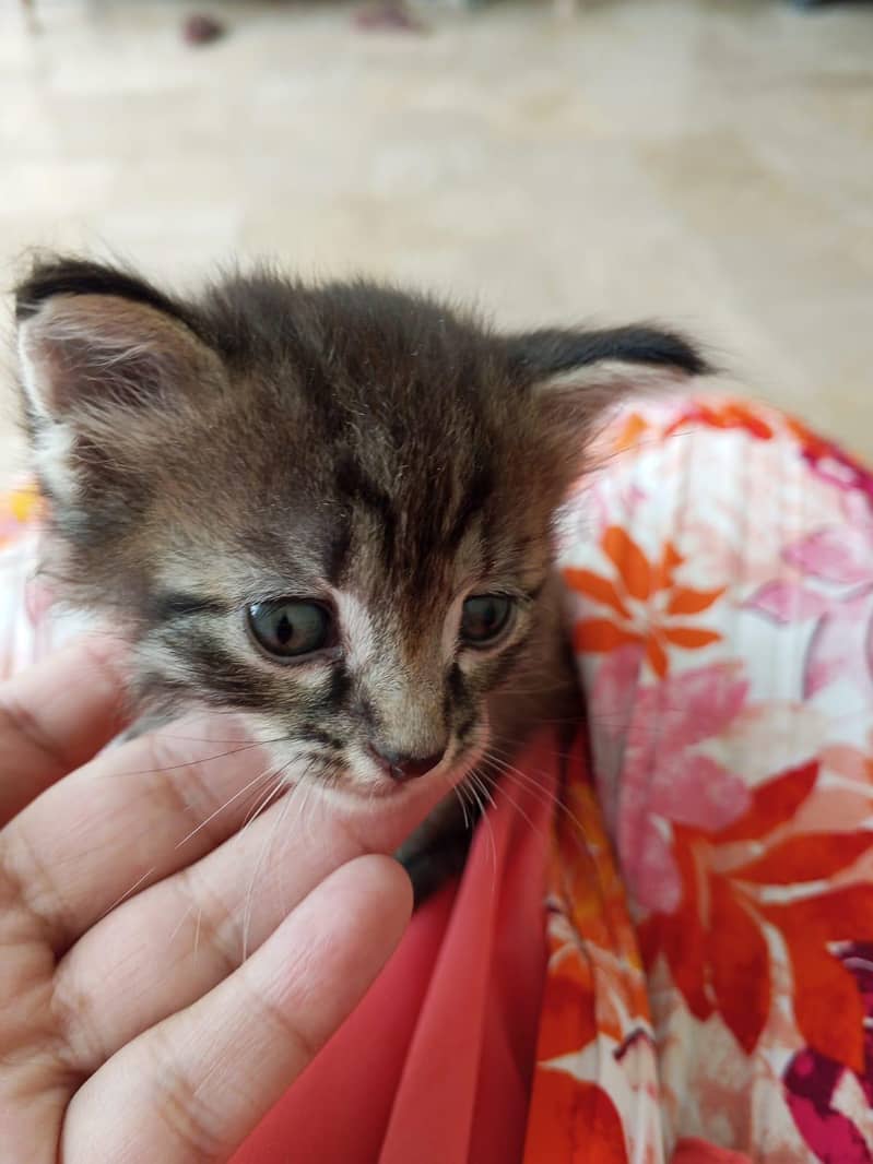 grey cat 3