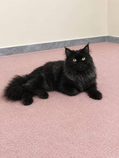 Persian male black cat