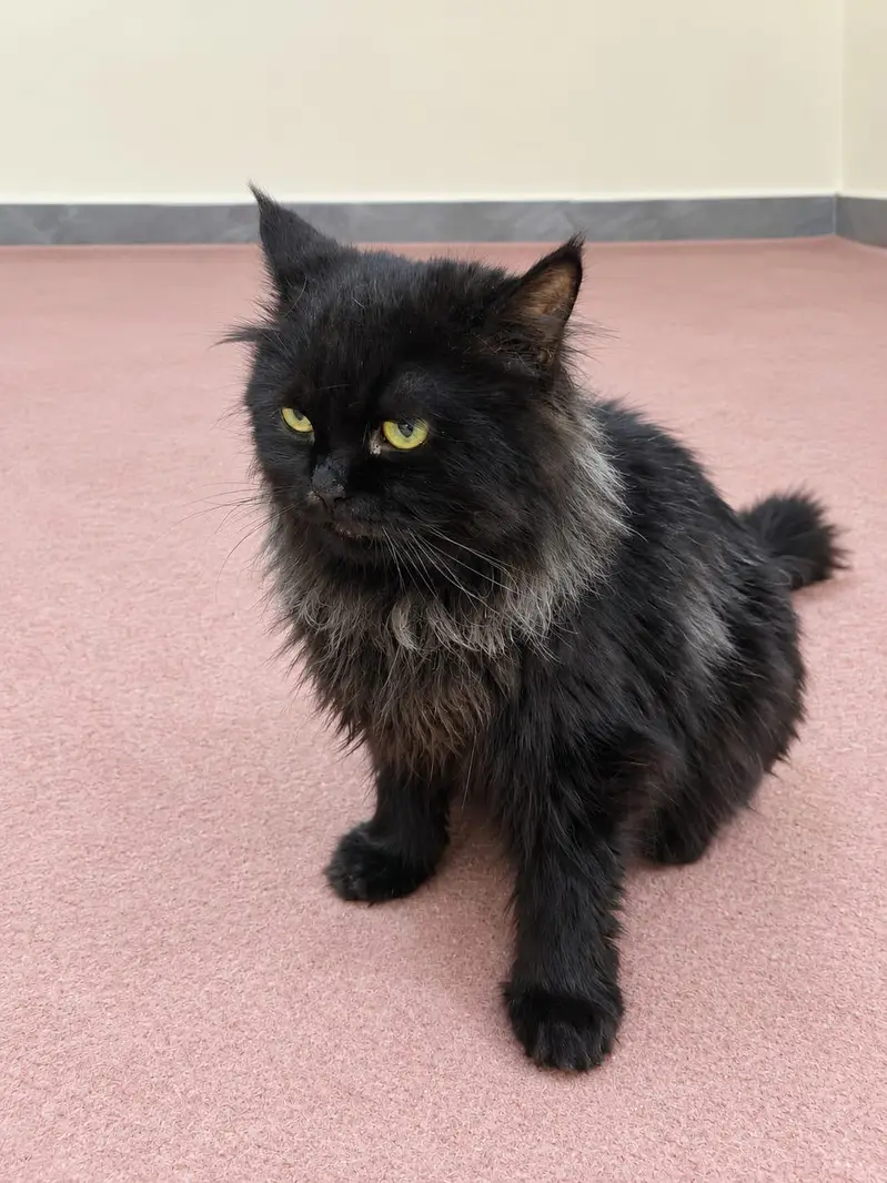 Persian male black cat — photo 2
