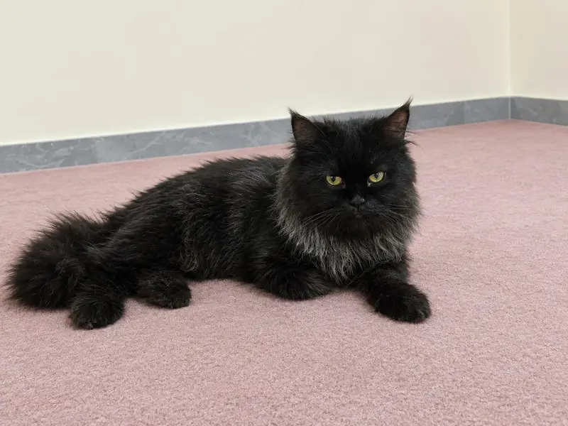 Persian male black cat — photo 4