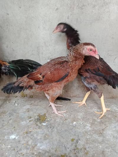 aseel madi for sale