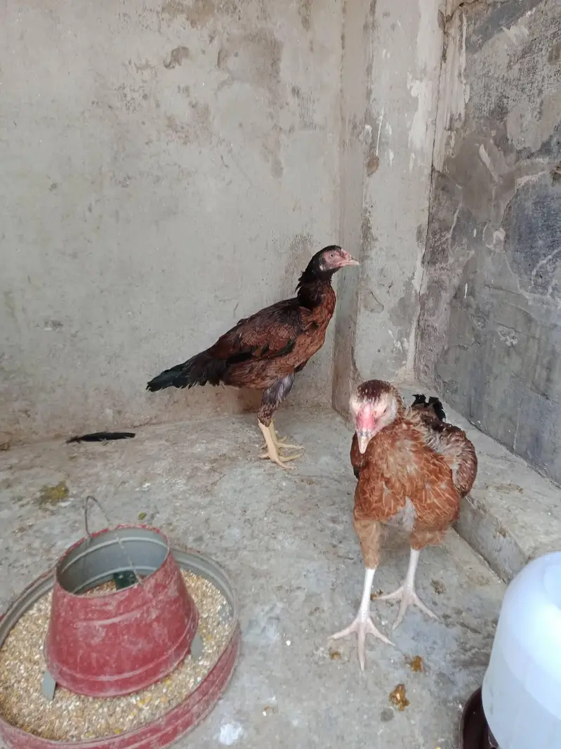 aseel madi for sale — photo 2