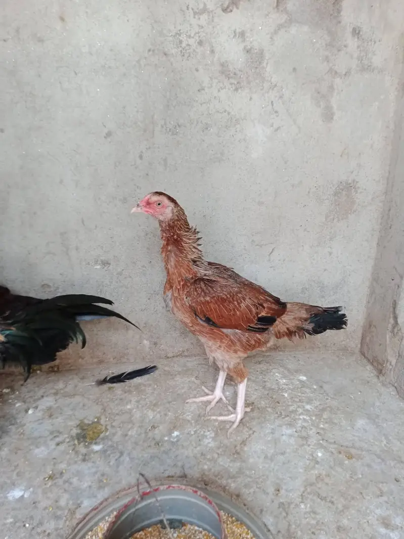 aseel madi for sale — photo 3