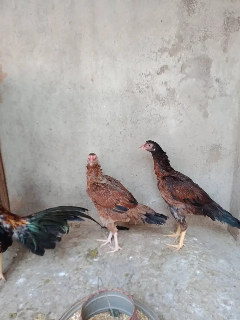aseel madi for sale — photo 4