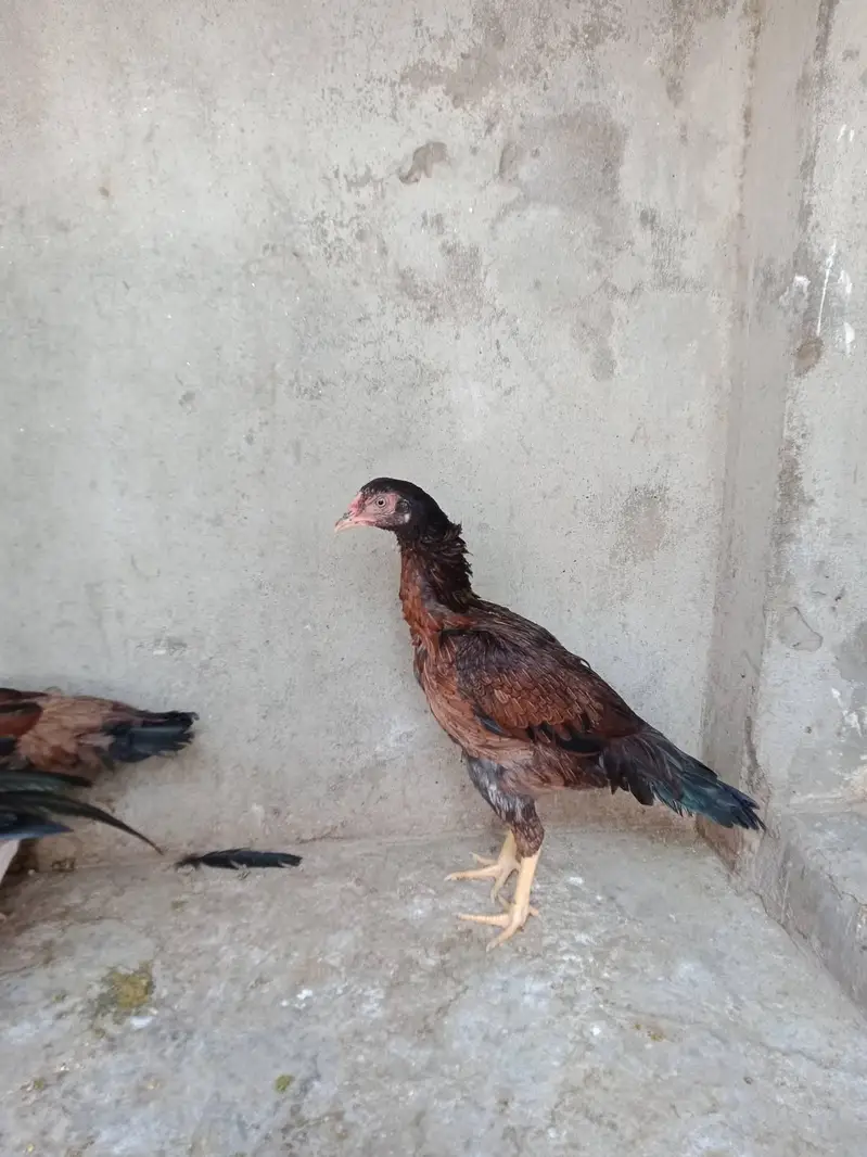 aseel madi for sale — photo 5