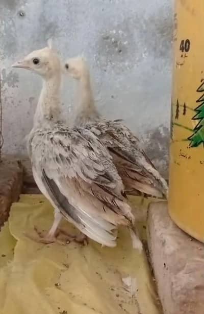 5 pcs peacock chick mor bachy . cal. nd. wtsap