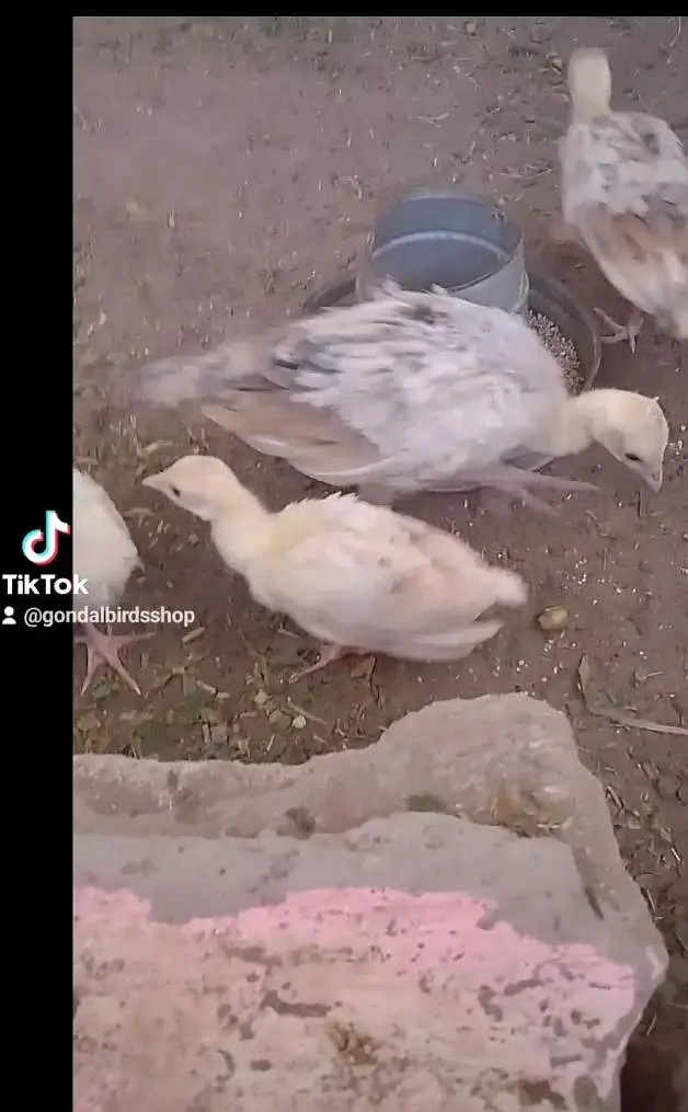 5 pcs peacock chick mor bachy . cal. nd. wtsap — photo 3