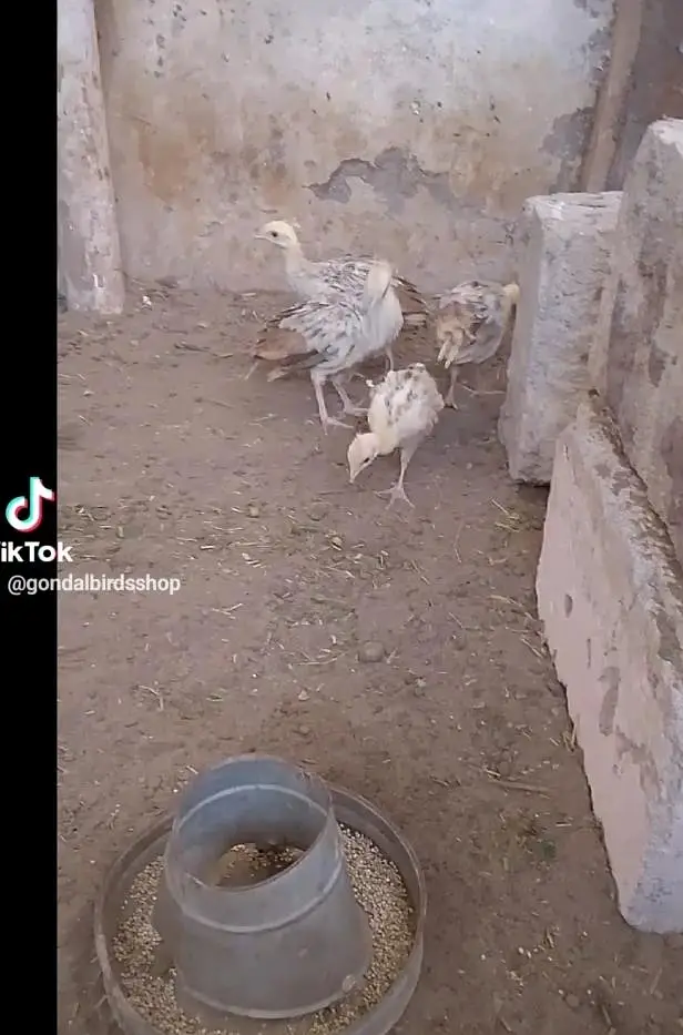 5 pcs peacock chick mor bachy . cal. nd. wtsap — photo 4