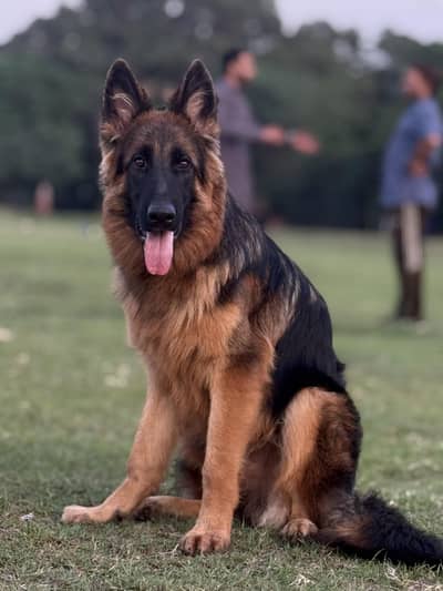 German shepherd Longcoat Male