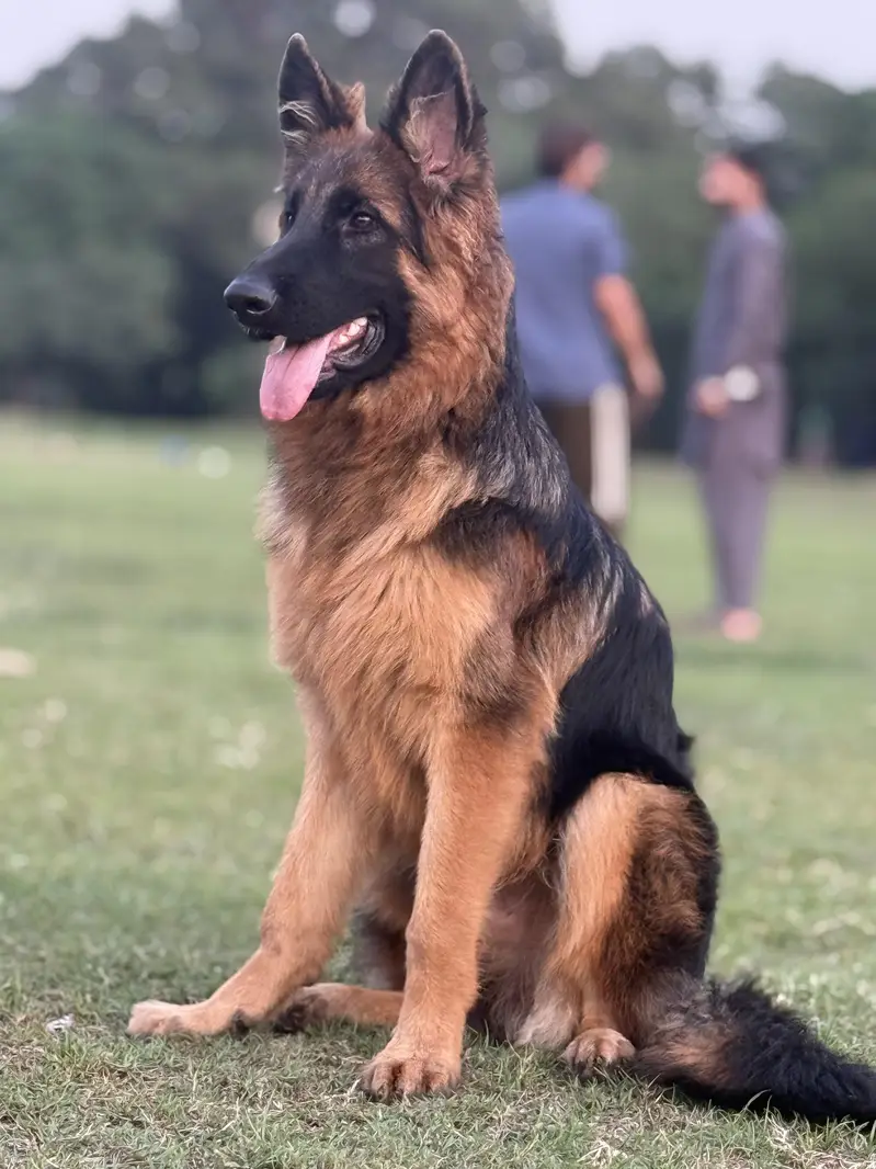 German shepherd Longcoat Male — photo 2